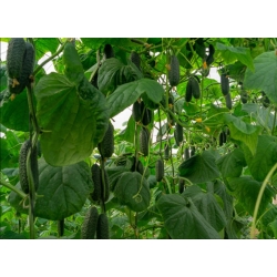 Ogórek Bohol  500 N